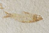 Bargain Knightia Fossil Fish Multiple - Wyoming #39436-3